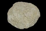 Silurain Fossil Sponge (Astraeospongia) - Tennessee #174248-1